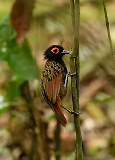 Black-spotted Bare-Eye, Mocagua, Colombia Whilst admiring the wonderful Rufous Potoo we ran into more luck. A close and calm encounter with this attractive antbird.

https://www.jungledragon.com/image/168161/black-spotted_bare-eye_mocagua_colombia.html
https://www.jungledragon.com/image/168162/black-spotted_bare-eye_mocagua_colombia.html
https://www.jungledragon.com/image/168163/black-spotted_bare-eye_mocagua_colombia.html
https://www.jungledragon.com/image/168164/black-spotted_bare-eye_mocagua_colombia.html Black-spotted bare-eye,Colombia,Colombia 2024,Geotagged,Leticia,Phlegopsis nigromaculata,South America,Spring,World
