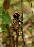 Black-spotted Bare-Eye, Mocagua, Colombia Whilst admiring the wonderful Rufous Potoo we ran into more luck. A close and calm encounter with this attractive antbird.<br />
<br />
https://www.jungledragon.com/image/168161/black-spotted_bare-eye_mocagua_colombia.html<br />
https://www.jungledragon.com/image/168162/black-spotted_bare-eye_mocagua_colombia.html<br />
https://www.jungledragon.com/image/168163/black-spotted_bare-eye_mocagua_colombia.html<br />
https://www.jungledragon.com/image/168164/black-spotted_bare-eye_mocagua_colombia.html Black-spotted bare-eye,Colombia,Colombia 2024,Geotagged,Leticia,Phlegopsis nigromaculata,South America,Spring,World