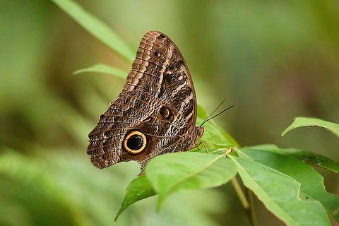 Dusky Owl-Butterfly, Mocagua, Colombia Caligo illioneus ssp. oberon Caligo illioneus,Colombia,Colombia 2024,Geotagged,Illioneus Giant Owl,Leticia,South America,Spring,World