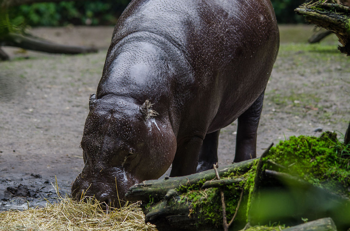 Pygmy hippo, Epe Zoo Pygmy hippo are named because they resemble the young of common Hippos. Upon a closer look though, they are quite different. They are far darker and their eyes are more towards the side of the head. Furthermore, they spend much more time on land, mostly solitary. <br />
<br />
In this photo, you can see it "sweating" excessively, foaming even. This is normal to keep their skin from drying out. And a final fun fact: female Pygmy Hippos are extremely dominant, therefore males can often be recognized simply from having many scars. Choeropsis liberiensis,Epe,Europe,Geotagged,Netherlands,Pygmy Hippopotamus,The Netherlands,Wissel
