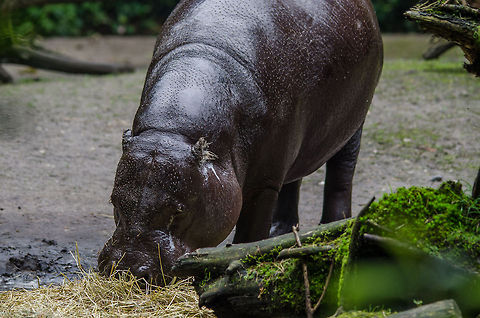 Pygmy hippo, Epe Zoo Pygmy hippo are named because they resemble the young of common Hippos. Upon a closer look though, they are quite different. They are far darker and their eyes are more towards the side of the head. Furthermore, they spend much more time on land, mostly solitary. 

In this photo, you can see it "sweating" excessively, foaming even. This is normal to keep their skin from drying out. And a final fun fact: female Pygmy Hippos are extremely dominant, therefore males can often be recognized simply from having many scars.  Choeropsis liberiensis,Epe,Europe,Geotagged,Netherlands,Pygmy Hippopotamus,The Netherlands,Wissel