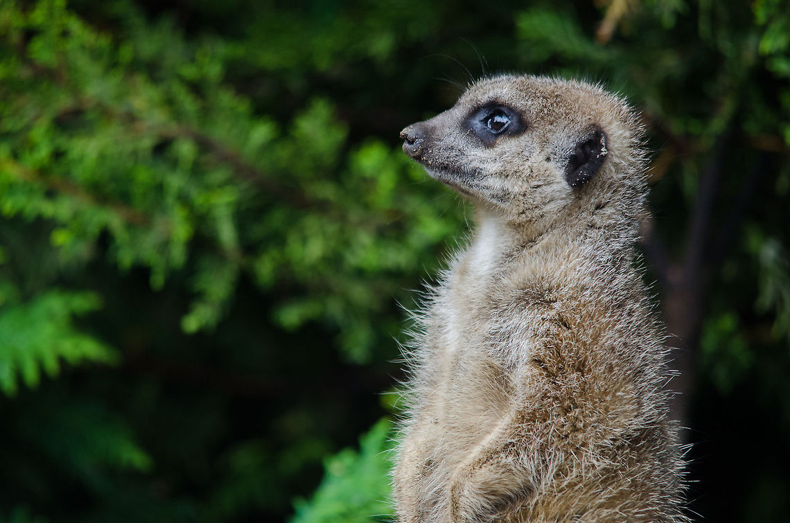 Meerkat on the lookout, Epe Zoo  Epe,Europe,Geotagged,Meerkat,Netherlands,Suricata suricatta,The Netherlands,Wissel