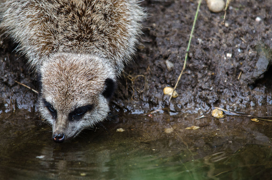 Meerkat drinking, Epe Zoo  Epe,Europe,Geotagged,Meerkat,Netherlands,Suricata suricatta,The Netherlands,Wissel