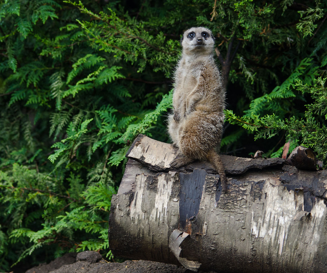 Meerkat on the lookout - 2, Epe Zoo  Epe,Europe,Geotagged,Meerkat,Netherlands,Suricata suricatta,The Netherlands,Wissel