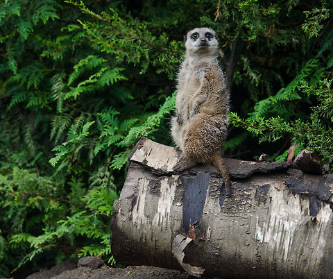 Meerkat on the lookout - 2, Epe Zoo  Epe,Europe,Geotagged,Meerkat,Netherlands,Suricata suricatta,The Netherlands,Wissel