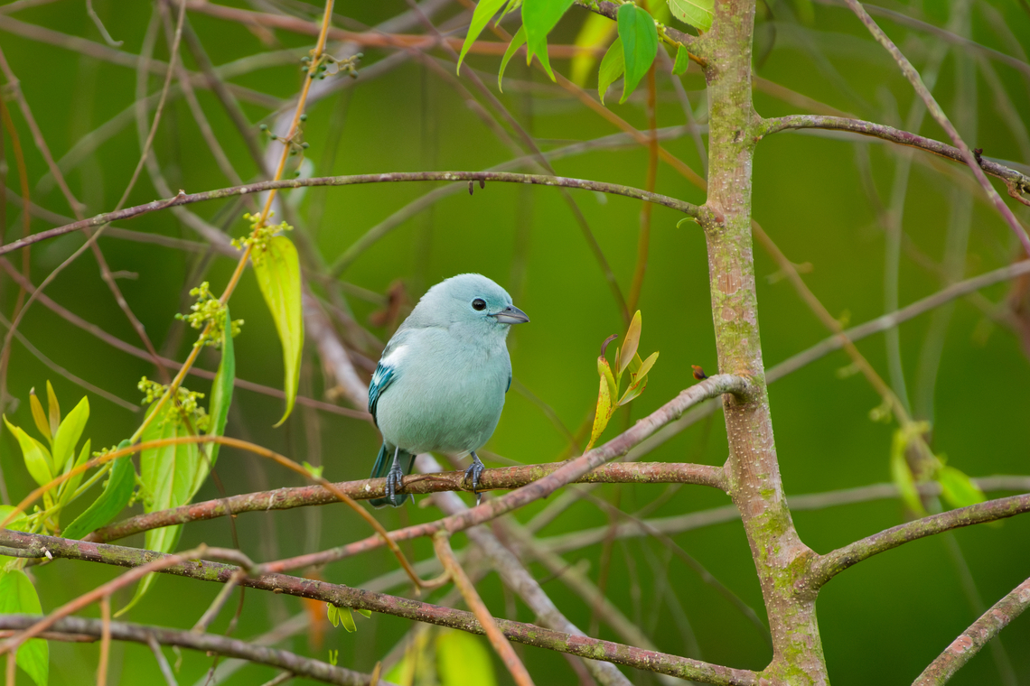 Blue-gray Tanager, Mocagua, Colombia  Blue-gray tanager,Colombia,Colombia 2024,Geotagged,Leticia,South America,Spring,Thraupis episcopus,World
