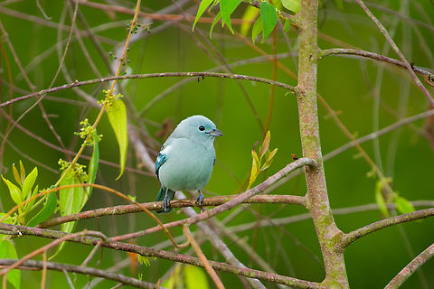 Blue-gray Tanager, Mocagua, Colombia  Blue-gray tanager,Colombia,Colombia 2024,Geotagged,Leticia,South America,Spring,Thraupis episcopus,World