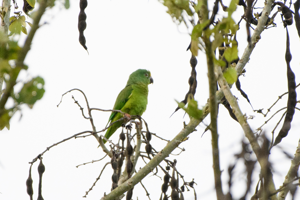 Tui parakeet, Mocagua, Colombia  Brotogeris sanctithomae,Colombia,Colombia 2024,Geotagged,Leticia,South America,Spring,Tui parakeet,World