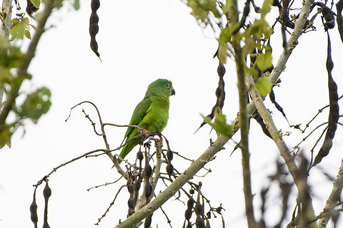 Tui parakeet, Mocagua, Colombia  Brotogeris sanctithomae,Colombia,Colombia 2024,Geotagged,Leticia,South America,Spring,Tui parakeet,World