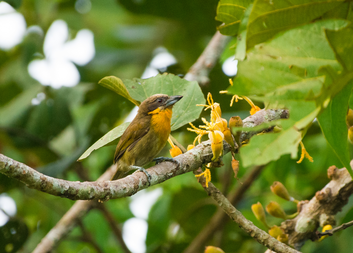 Scarlet-crowned Barbet, Mocagua, Colombia  Capito aurovirens,Colombia,Colombia 2024,Geotagged,Leticia,Scarlet-crowned Barbet,South America,Spring,World