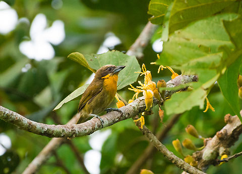Scarlet-crowned Barbet, Mocagua, Colombia  Capito aurovirens,Colombia,Colombia 2024,Geotagged,Leticia,Scarlet-crowned Barbet,South America,Spring,World