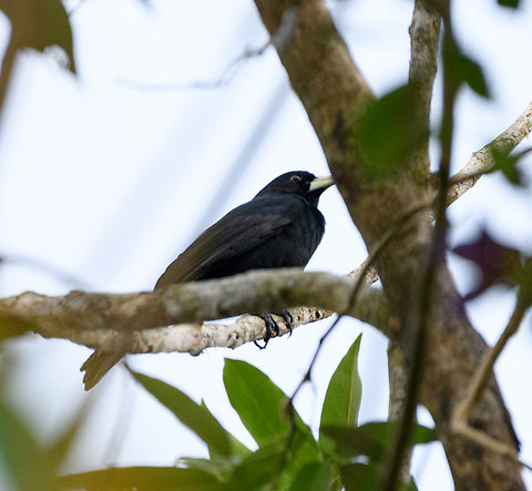 Solitary black cacique, Mocagua, Colombia  Cacicus solitarius,Colombia,Colombia 2024,Geotagged,Leticia,Solitary black cacique,South America,Spring,World