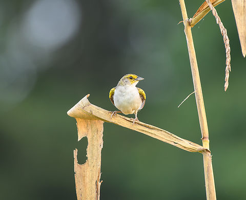 Yellow-browed Sparrow, Mocagua, Colombia  Ammodramus aurifrons,Colombia,Colombia 2024,Geotagged,Leticia,South America,Spring,World,Yellow-browed Sparrow