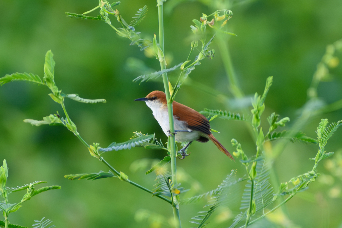 Red-and-white Spinetail, Mocagua, Colombia  Certhiaxis mustelinus,Colombia,Colombia 2024,Geotagged,Leticia,Red-and-white spinetail,South America,Spring,World