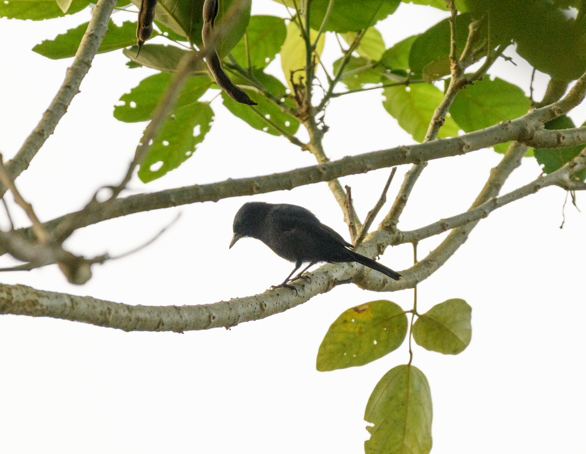Riverside tyrant, Mocagua, Colombia Lots of backlight. Colombia,Colombia 2024,Geotagged,Knipolegus orenocensis,Leticia,Riverside tyrant,South America,Spring,World