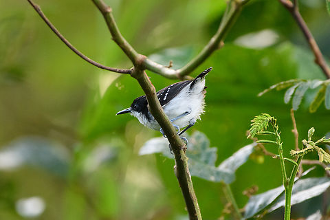 Black-and-white Antbird, Mocagua, Colombia Black-and-white antbird,Colombia,Colombia 2024,Geotagged,Leticia,Myrmochanes hemileucus,South America,Spring,World