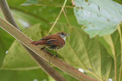 Parker's Spinetail, Mocagua, Colombia  Colombia,Colombia 2024,Cranioleuca vulpecula,Geotagged,Leticia,Parker's spinetail,South America,Spring,World