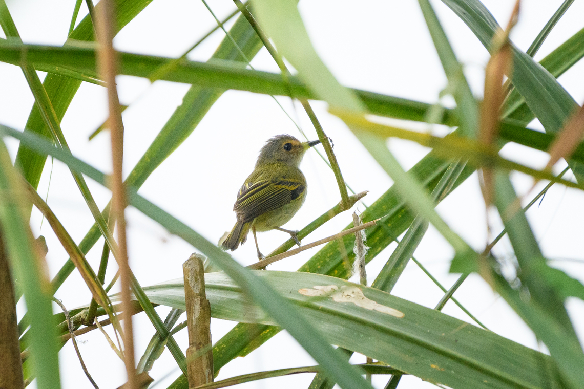 Rusty-fronted Tody-flycatcher, Mocagua, Colombia  Colombia,Colombia 2024,Geotagged,Leticia,Poecilotriccus latirostris,Rusty-fronted tody-flycatcher,South America,Spring,World