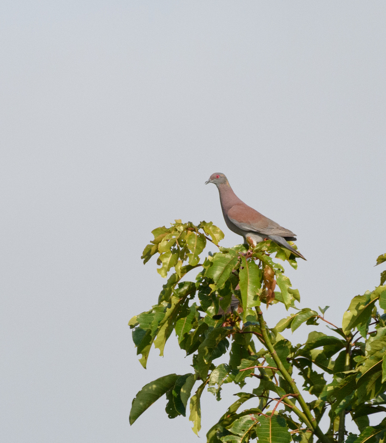 Pale-vented Pigeon, Mocagua, Colombia  Colombia,Colombia 2024,Geotagged,Leticia,Pale-vented pigeon,Patagioenas cayennensis,South America,Spring,World