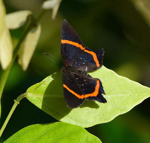 Riodina lysippus, Mocagua, Colombia  Colombia,Colombia 2024,Geotagged,Leticia,Lysippus metalmark,Riodina lysippus,South America,Spring,World