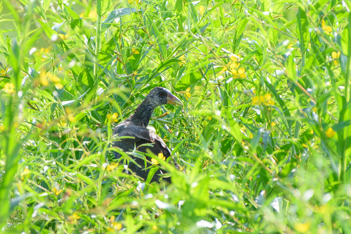 Purple Gallinule, Mocagua, Colombia  Colombia,Colombia 2024,Geotagged,Leticia,Porphyrio martinica,Porphyrio martinicus,Purple gallinule,South America,Spring,World