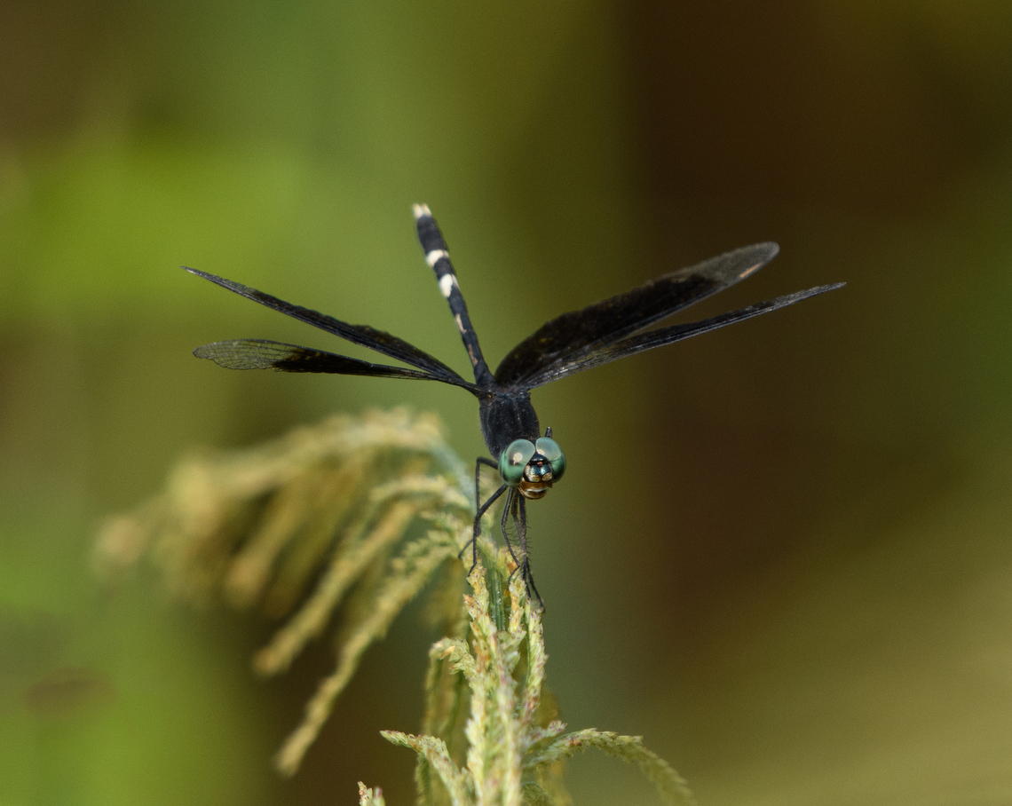 Erythrodiplax attenuata, Mocagua, Colombia  Colombia,Colombia 2024,Erythrodiplax attenuata,Geotagged,Leticia,South America,Spring,World