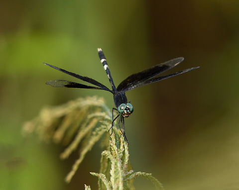 Erythrodiplax attenuata, Mocagua, Colombia  Colombia,Colombia 2024,Erythrodiplax attenuata,Geotagged,Leticia,South America,Spring,World