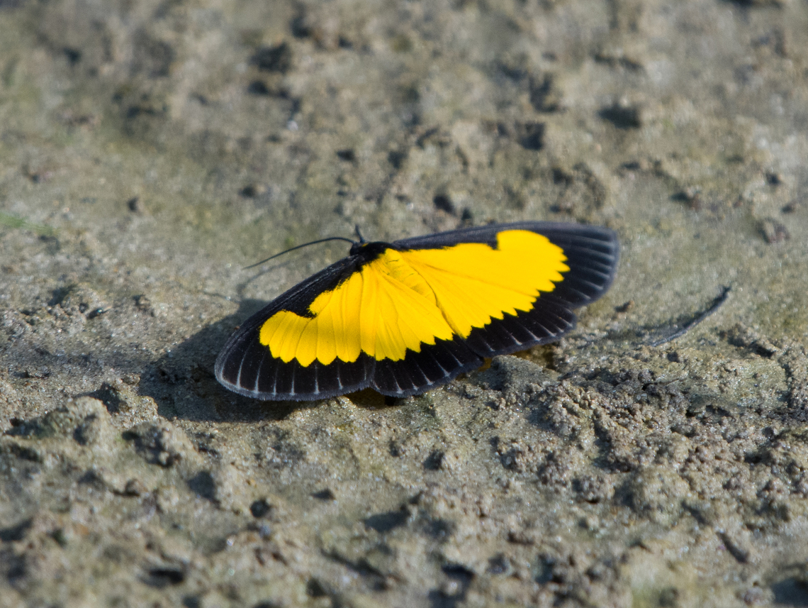 Xanthyris flaveolata, Mocagua, Colombia  Colombia,Colombia 2024,Geotagged,Leticia,South America,Spring,World,Xanthyris flaveolata