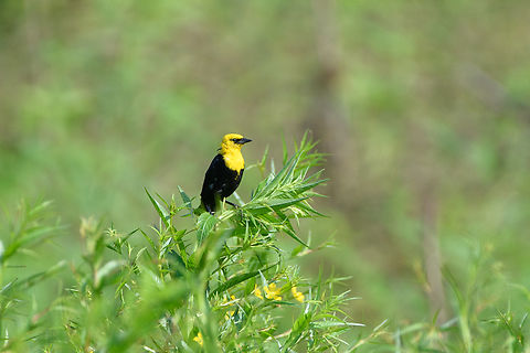Yellow-hooded Blackbird, Mocagua, Colombia  Chrysomus icterocephalus,Colombia,Colombia 2024,Geotagged,Leticia,South America,Spring,World,Yellow-hooded blackbird
