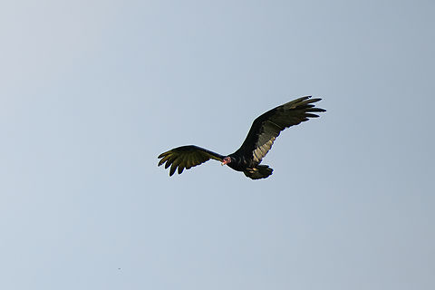 Lesser Yellow-headed Vulture, Mocagua, Colombia  Cathartes burrovianus,Colombia,Colombia 2024,Geotagged,Lesser Yellow-headed Vulture,Leticia,South America,Spring,World