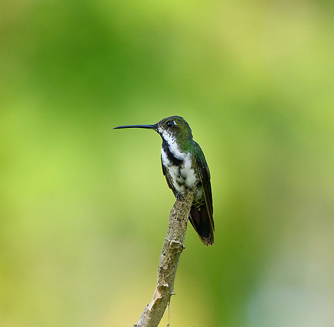 Black-throated Mango, Mocagua, Colombia  Anthracothorax nigricollis,Black-throated mango,Colombia,Colombia 2024,Geotagged,Leticia,South America,Spring,World