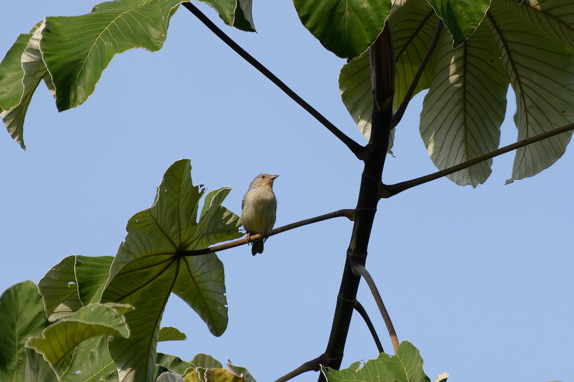 Pearly-breasted Conebill, Mocagua, Colombia  Colombia,Colombia 2024,Conirostrum margaritae,Geotagged,Leticia,Pearly-breasted conebill,South America,Spring,World