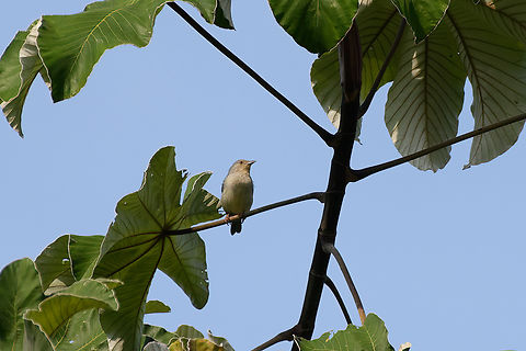 Pearly-breasted Conebill, Mocagua, Colombia  Colombia,Colombia 2024,Conirostrum margaritae,Geotagged,Leticia,Pearly-breasted conebill,South America,Spring,World
