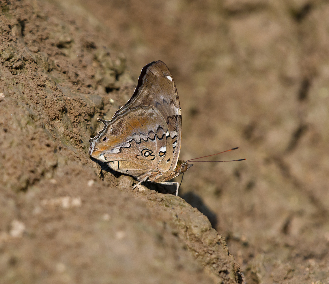 Tailed Cecropian, Mocagua, Colombia  Colombia,Colombia 2024,Geotagged,Historis acheronta,Leticia,South America,Spring,Tailed cecropian,World