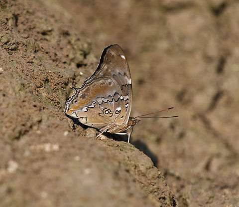 Tailed Cecropian, Mocagua, Colombia  Colombia,Colombia 2024,Geotagged,Historis acheronta,Leticia,South America,Spring,Tailed cecropian,World