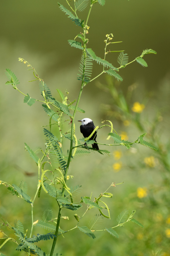 White-headed Marsh Tyrant, Mocagua, Colombia  Arundinicola leucocephala,Colombia,Colombia 2024,Geotagged,Leticia,South America,Spring,White-headed Marsh Tyrant,World