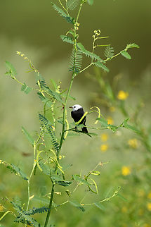 White-headed Marsh Tyrant, Mocagua, Colombia  Arundinicola leucocephala,Colombia,Colombia 2024,Geotagged,Leticia,South America,Spring,White-headed Marsh Tyrant,World