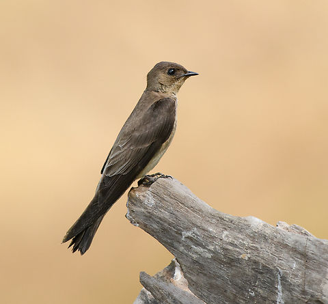Southern Rough-winged Swallow, Mocagua, Colombia  Colombia,Colombia 2024,Geotagged,Leticia,South America,Southern Rough-winged Swallow,Spring,Stelgidopteryx ruficollis,World