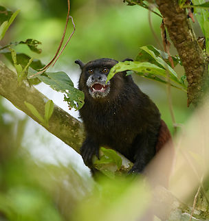 Saddleback Tamarin, Mocagua, Colombia  Brown-mantled tamarin,Colombia,Colombia 2024,Geotagged,Leticia,Saguinus fuscicollis,South America,Spring,World