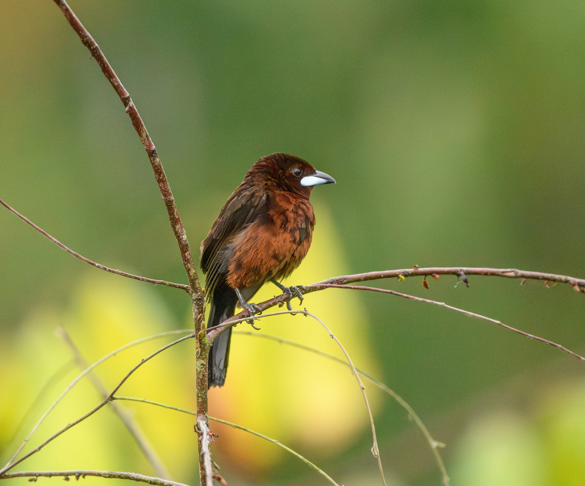 Silver-Beaked Tanager, Mocagua, Colombia  Colombia,Colombia 2024,Geotagged,Leticia,Ramphocelus carbo,Silver Beaked Tanager,South America,Spring,World