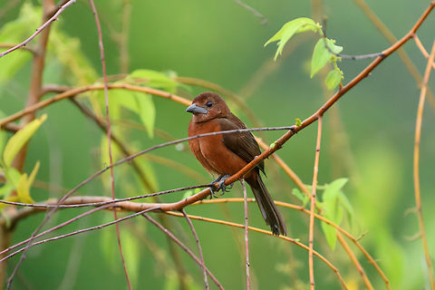 Silver-beaked Tanager, Mocagua, Colombia  Colombia,Colombia 2024,Geotagged,Leticia,Ramphocelus carbo,Silver Beaked Tanager,South America,Spring,World