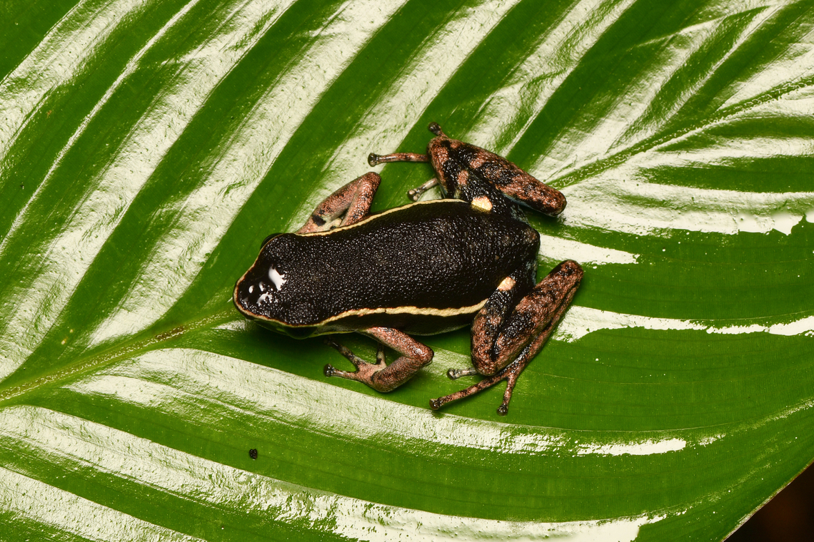 Pale-striped Poison Frog, Mocagua, Colombia  Ameerega hahneli,Colombia,Colombia 2024,Geotagged,Leticia,Pale-striped Poison Frog,South America,Spring,World