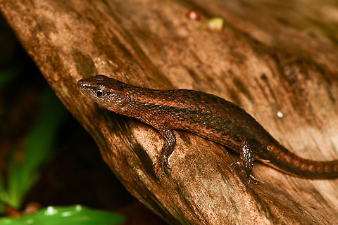 Alopoglossus sp., Mocagua, Colombia  Alopoglossus angulatus,Colombia,Colombia 2024,Drab Shade Lizard,Geotagged,Leticia,South America,Spring,World
