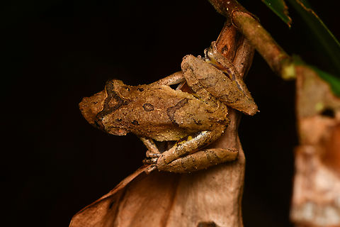 Scinax garbei, Mocagua, Colombia  Colombia,Colombia 2024,Eirunepe Snouted Tree Frog,Geotagged,Leticia,Scinax garbei,South America,Spring,World