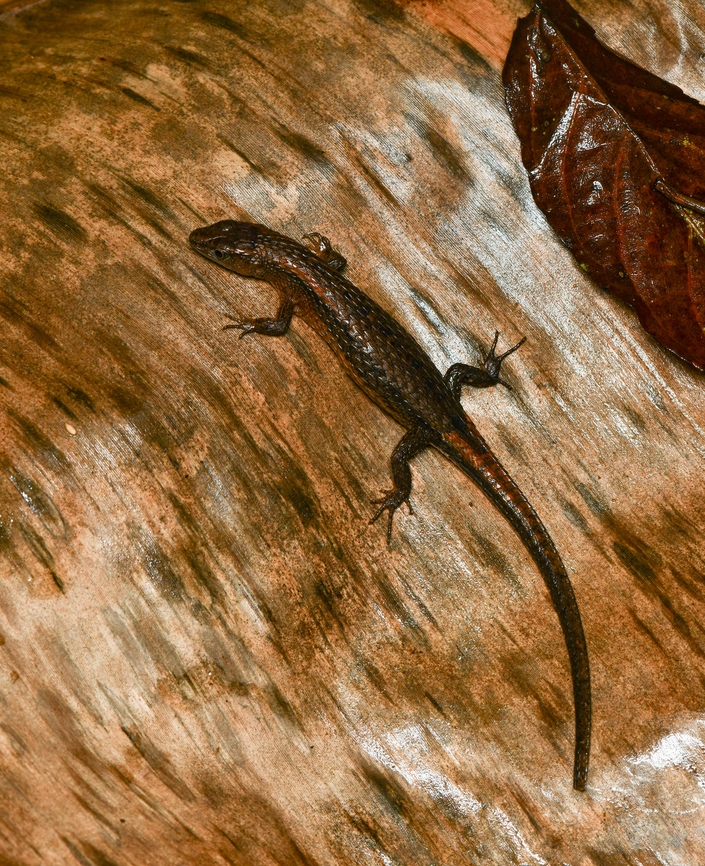 Alopoglossus sp., Mocagua, Colombia  Colombia,Colombia 2024,Geotagged,Leticia,South America,Spring,World