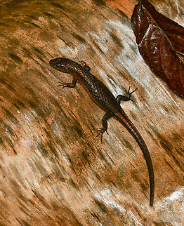 Alopoglossus sp., Mocagua, Colombia  Colombia,Colombia 2024,Geotagged,Leticia,South America,Spring,World