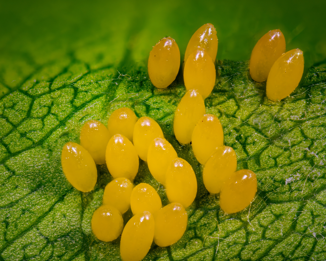 Ladybeetle eggs, Heesch, Netherlands Found today in our garden. This is a focus stack at 7:1 magnification. Each egg is 1-2mm in size.<br />
These are tricky to focus stack because of the smooth surface of the eggs that lacks details. Extreme Macro,Geotagged,Heesch,Netherlands,Spring