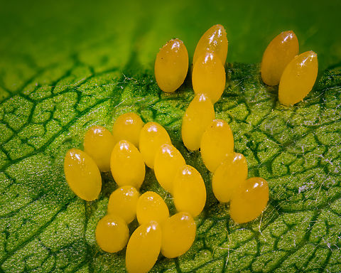 Ladybeetle eggs, Heesch, Netherlands Found today in our garden. This is a focus stack at 7:1 magnification. Each egg is 1-2mm in size.
These are tricky to focus stack because of the smooth surface of the eggs that lacks details. Extreme Macro,Geotagged,Heesch,Netherlands,Spring