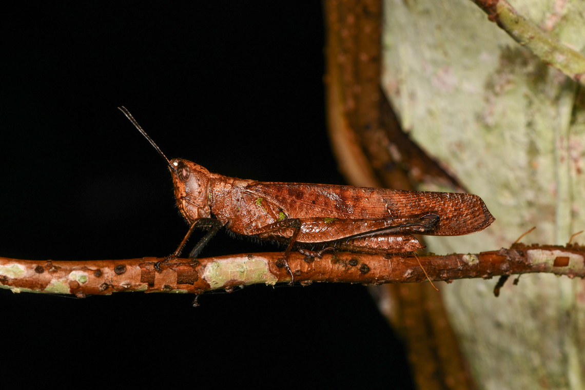 Brown grasshopper, Mocagua, Colombia  Colombia,Colombia 2024,Geotagged,Leticia,South America,Spring,World