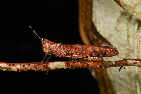 Brown grasshopper, Mocagua, Colombia  Colombia,Colombia 2024,Geotagged,Leticia,South America,Spring,World